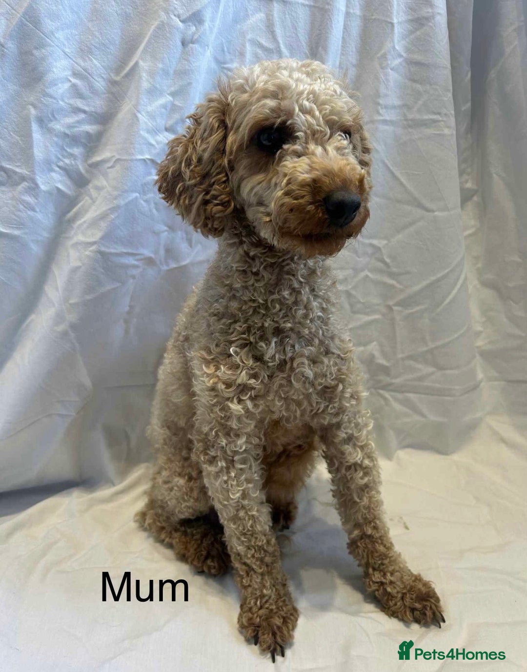 Miniature Poodle dogs for sale: Stunning miniature poodles available - Image 2