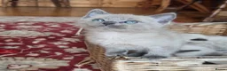 Ragdoll cats for sale: Gorgeous friendly Ragdoll kittens - Advert 29