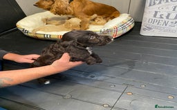 Cockapoo dogs for sale: AMAZING STUNNING F1 SHOW TYPE COCKAPOO  - Image 3