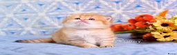 British Shorthair cats for sale: Exceptional Kittens from Outstanding Bloodlines  - Advert 10