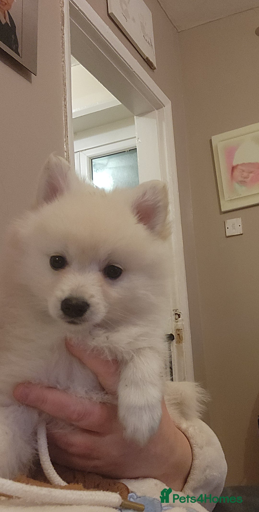 German Spitz dogs for sale: German spitz mittel male puppy - Advert 5