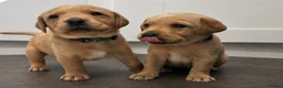 Labrador Retriever dogs for sale: Beautiful yellow labrador puppies  - Advert 4