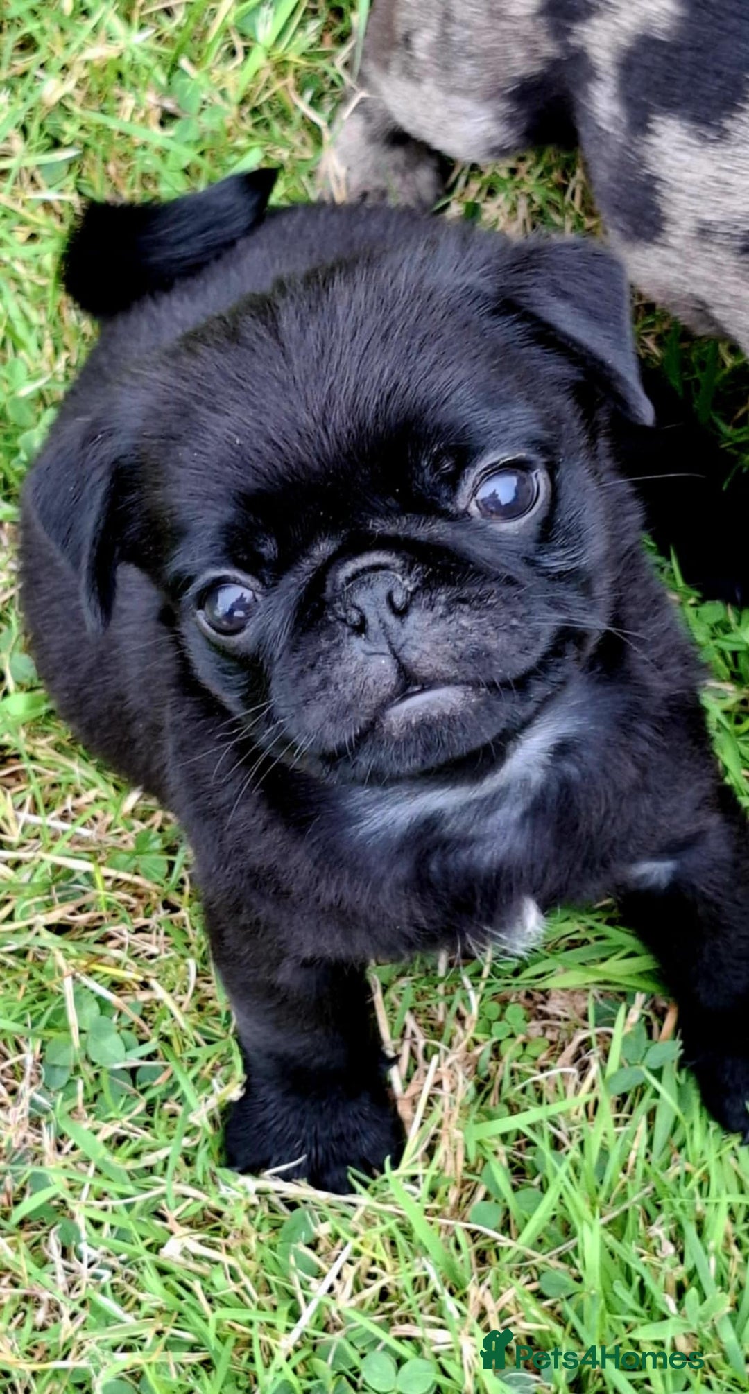 Pug dogs for sale: Pug puppies-Merle, panda and koi - Image 18