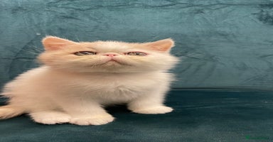 Exotic cats - Advert 3