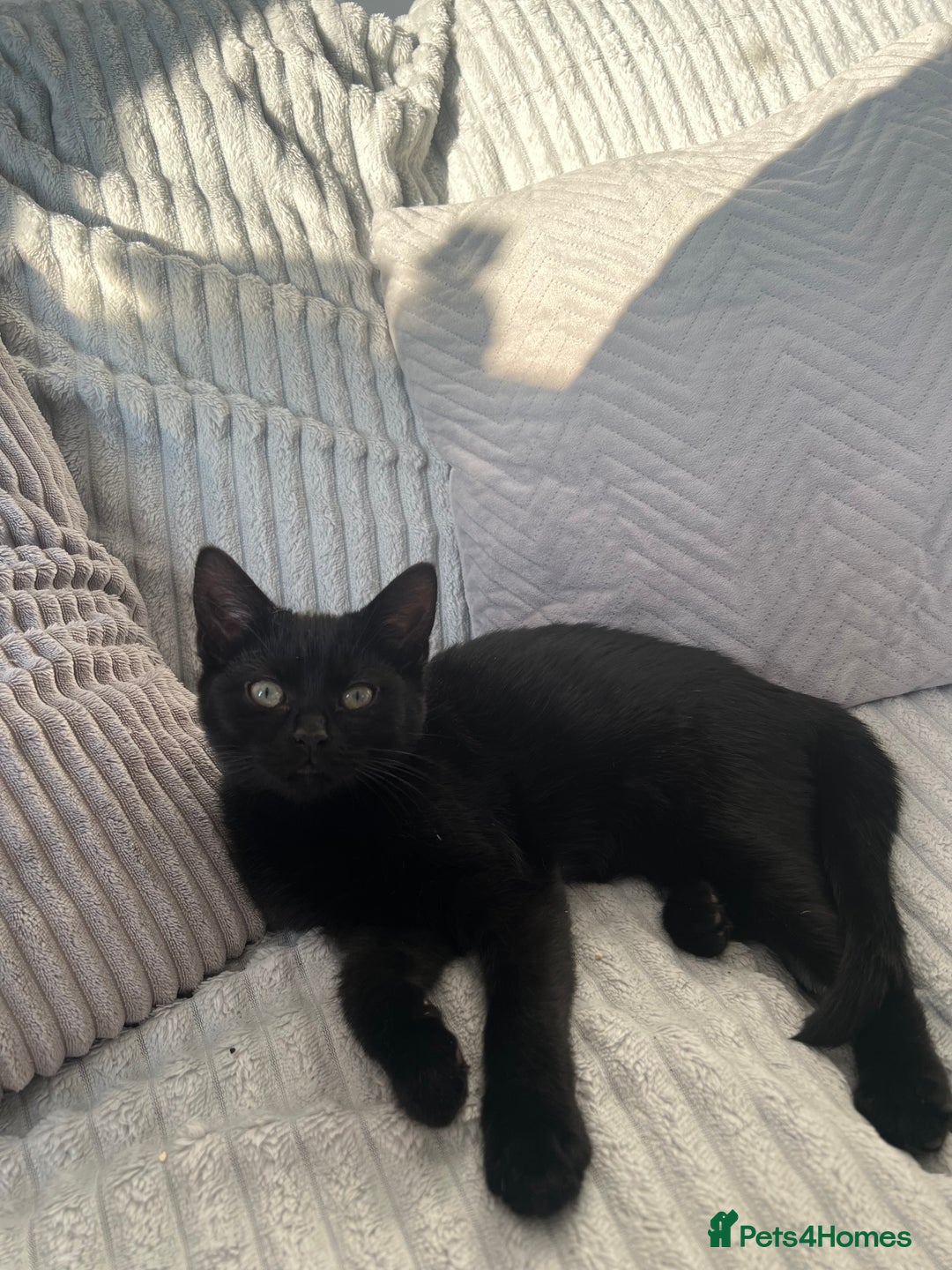 Domestic Shorthair cats for sale: Gorgeous black domestic short hair females  - Advert 6
