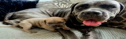 Cane Corso dogs for sale: Cane Corso Puppies - Advert 8