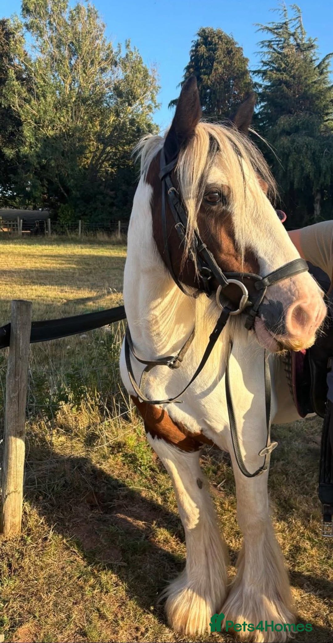 Irish Cob horses for sale: All rounder plus gelding friend to go together  - Advert 3