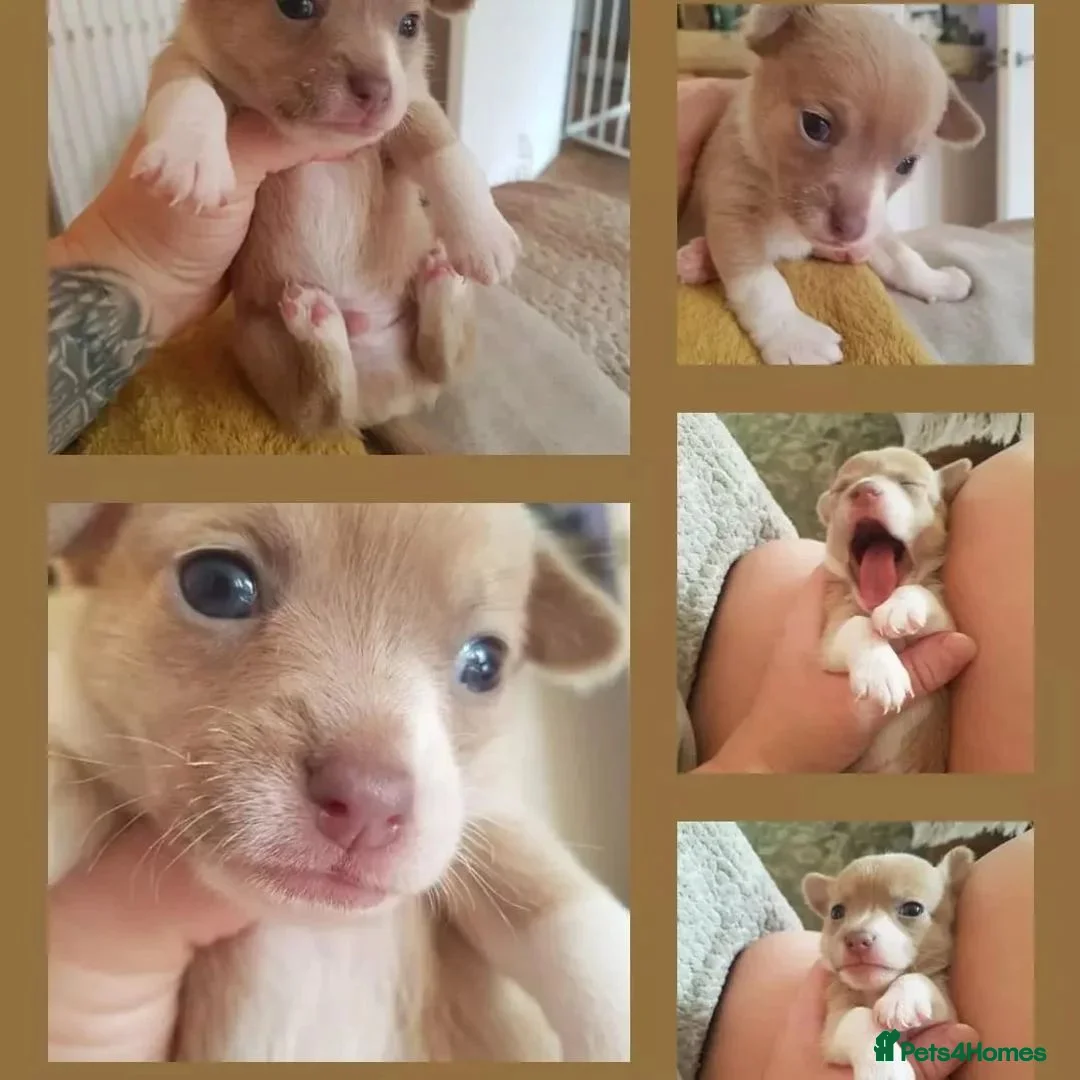 Chihuahua dogs for stud: Gizmo chihuahua stud in Worcester - Advert 17