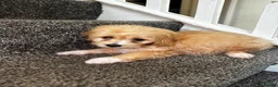 Maltipoo dogs for sale: 7 precious puppies looking for their forever homes - Advert 13