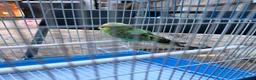 Budgerigars birds for sale: Budgies For sale in Luton - Advert 8