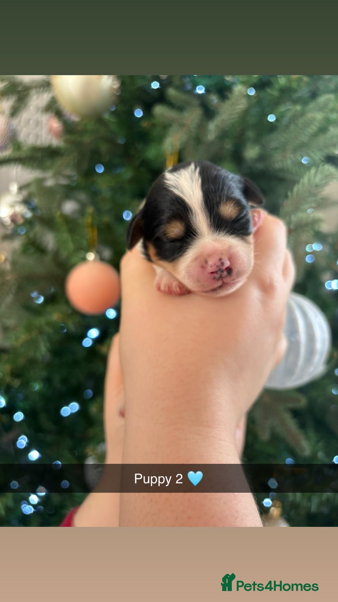 Mixed Breed dogs for sale: Cavalier King Charles x Pomeranian  - Image 4