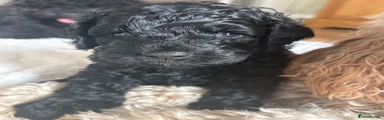 Cavapoo 1