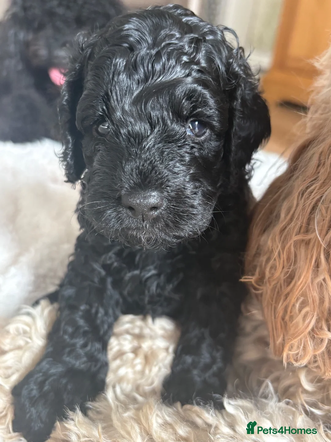 Cavapoo dogs for sale: Cavapoo puppies  - Advert 22
