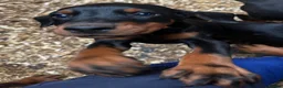 Dobermann dogs for sale: Gorgeous Doberman Puppies  - Advert 4