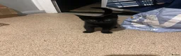 British Shorthair cats for sale: Black Female for sale - Advert 3