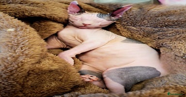 Sphynx cats Sphynx Kitten - Advert 4