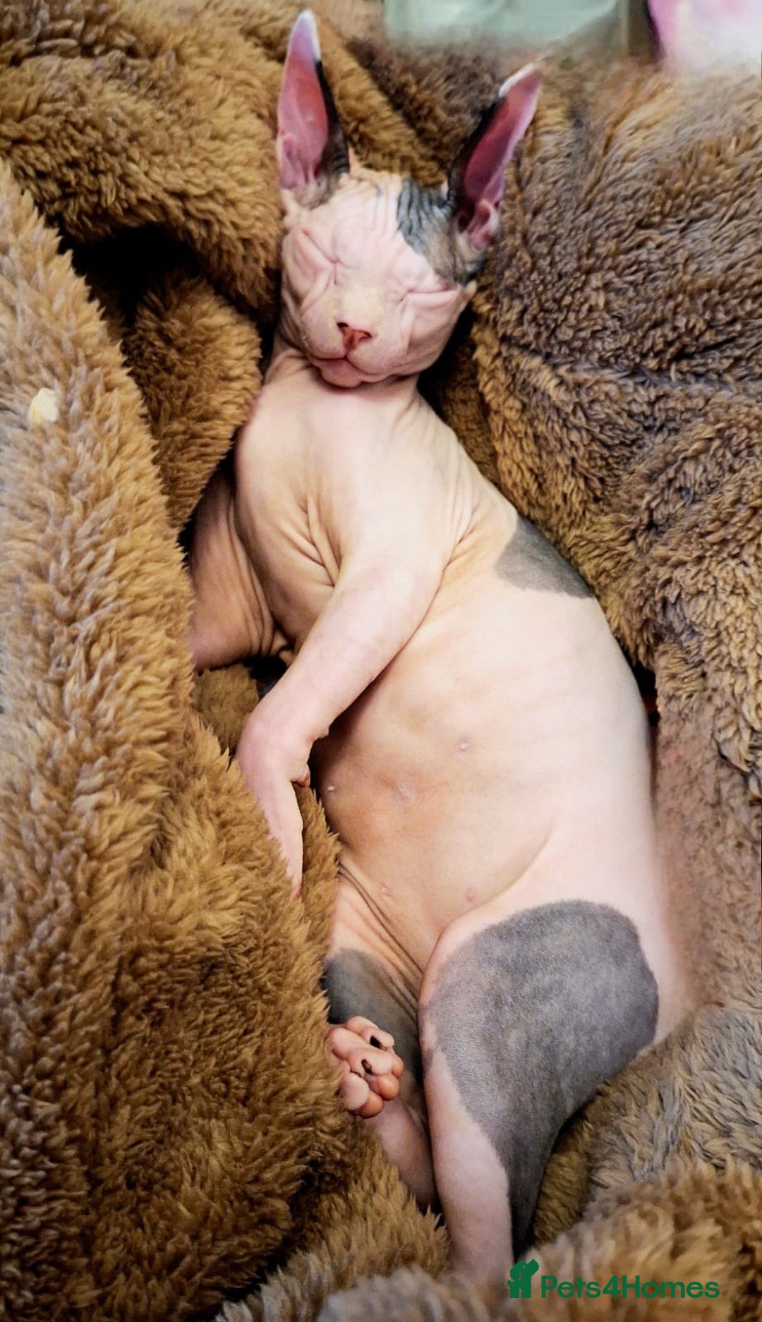 Sphynx cats for sale: Sphynx Kitten - Advert 3
