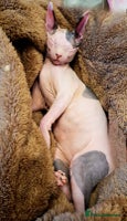 Sphynx cats Sphynx Kitten - Advert 6