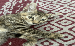 Bengal cats for sale: Cute 14-Week Bengal Kitten - Full Setup Included! - Image 4