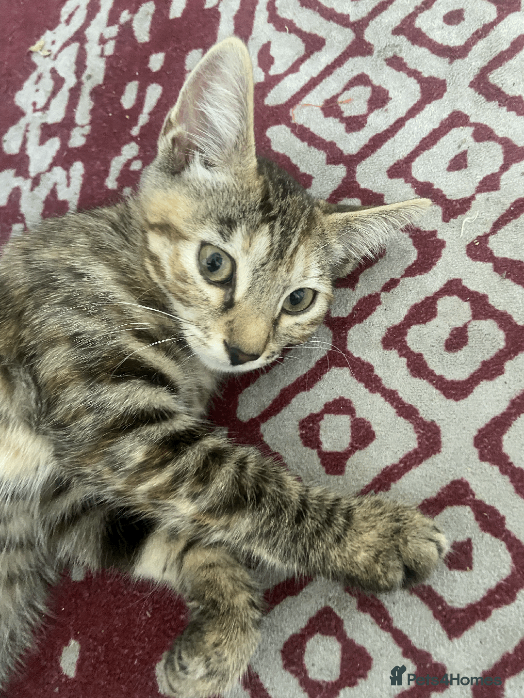 Bengal cats for sale: Cute 14-Week Bengal Kitten - Full Setup Included! - Image 4