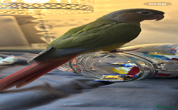 Conures birds - Advert 8