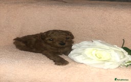 Toy Poodle dogs for sale: Tiny toy poodle puppies  Asian lines  - Image 6