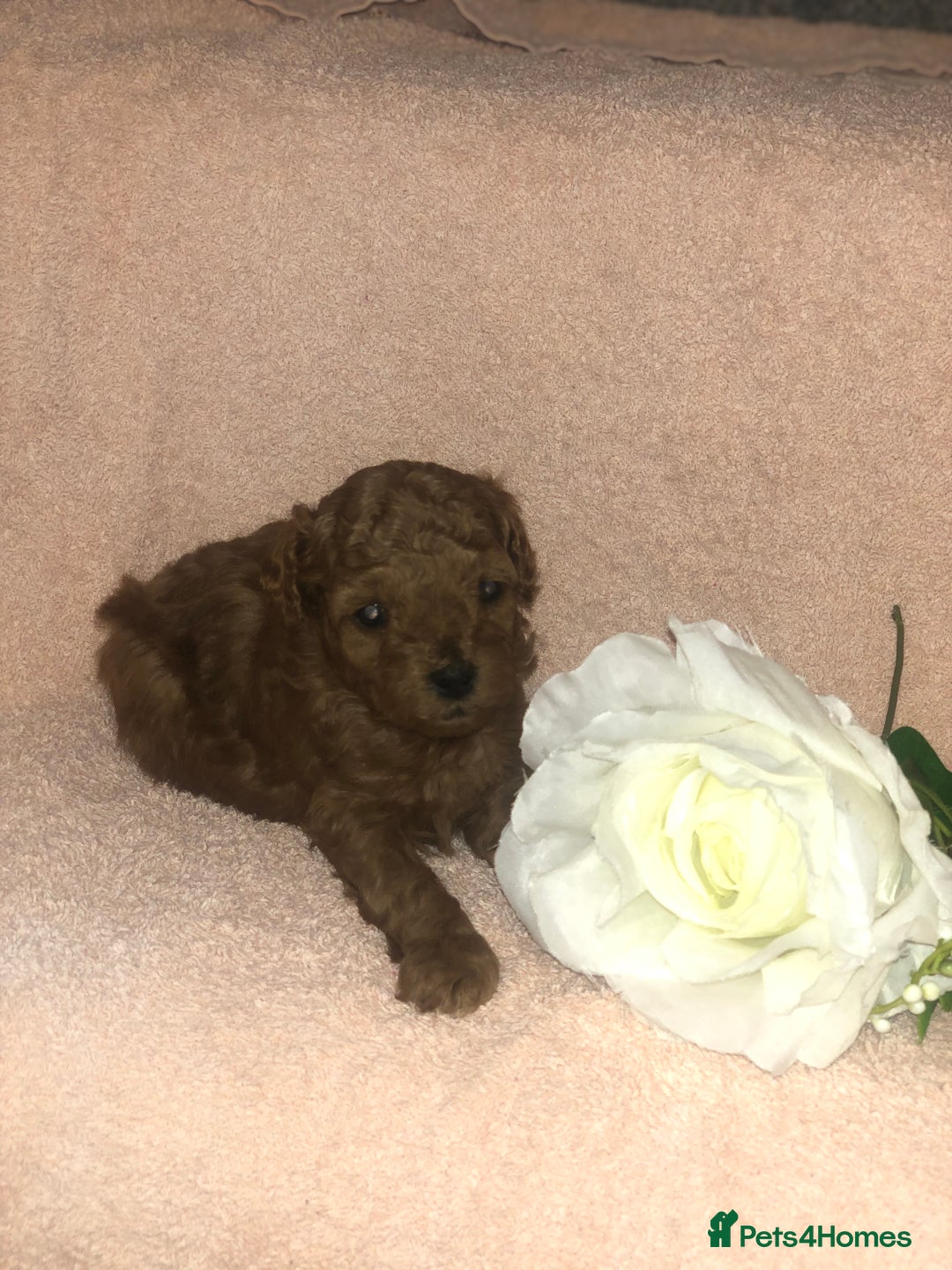 Toy Poodle dogs for sale: Tiny toy poodle puppies  Asian lines  - Image 6