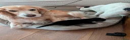 Mixed Breed cats for sale: Adorable, social kittens  - Advert 4