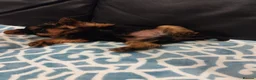 Yorkshire Terrier dogs for sale: 3 lovely little Boys - Advert 12