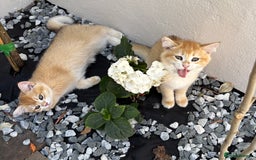 British Shorthair cats for sale:  Golden British Shorthair kittens  in London - Image 10