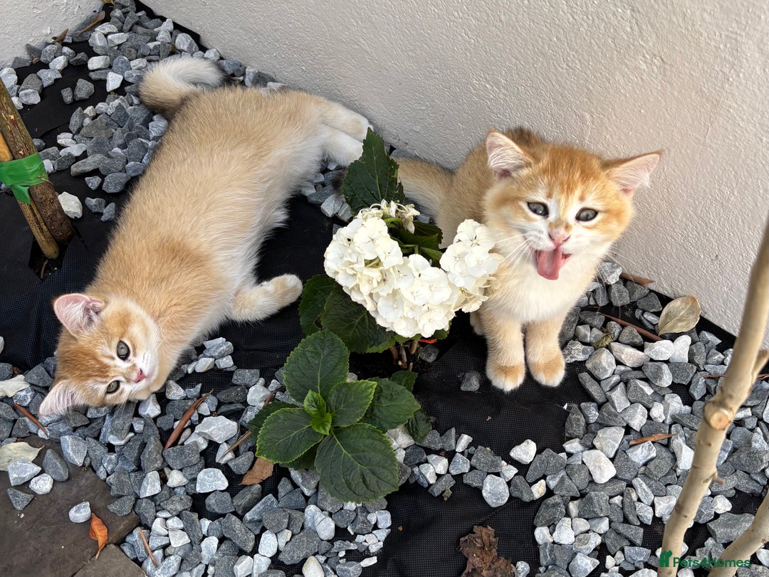 British Shorthair cats for sale:  Golden British Shorthair kittens  in London - Image 10