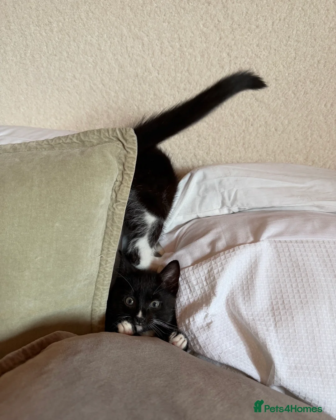 Domestic Shorthair cats for sale: Two Gorgeous Playful Kittens  in Barry - Advert 2