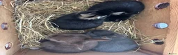 Netherland Dwarf rabbits for sale: Lovely Netherlands dwarf baby rabbits. - Advert 15