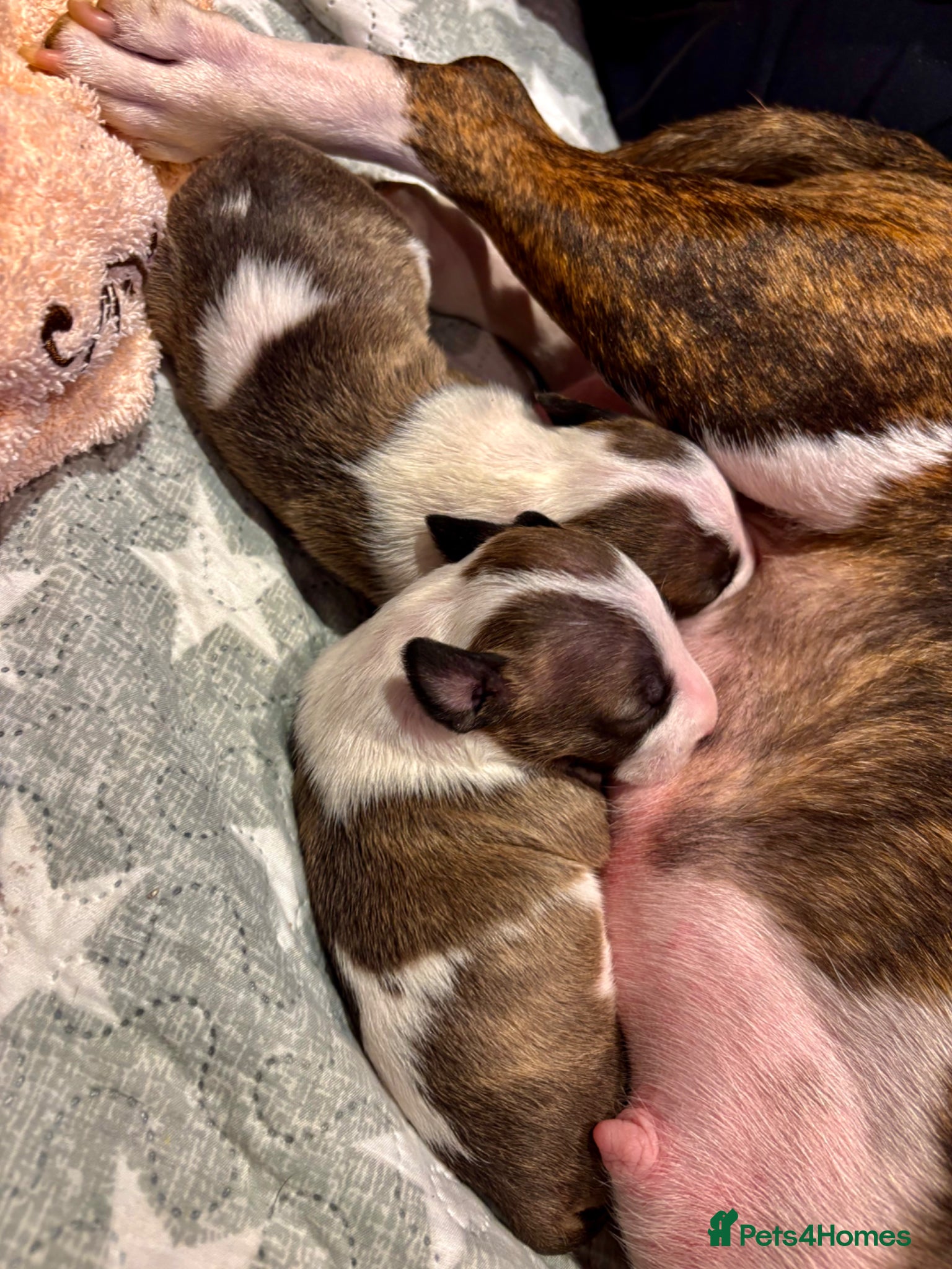 Miniature Bull terrier dogs for sale: 1 Male Miniature English bull terrier available  - Advert 15