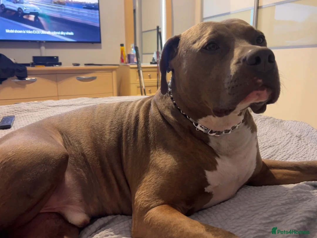 American Bully dogs for sale: 5 year old male American Bully called Rex!  in Waterlooville - Advert 2