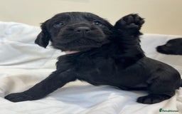 Cocker Spaniel dogs for sale: Beautiful KC REG Working Cocker Spaniel Puppies - Image 6
