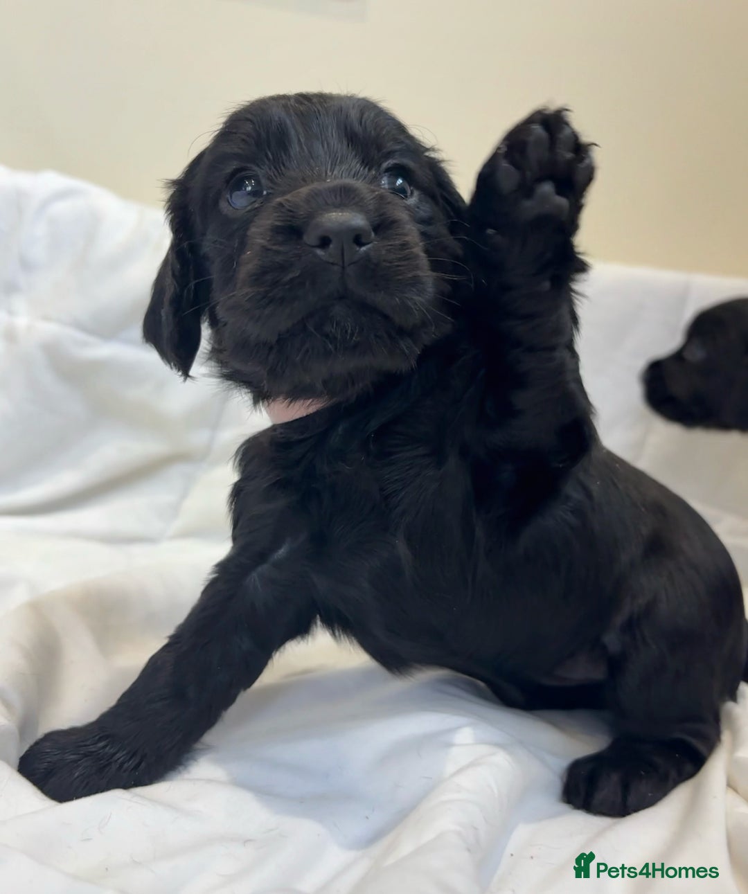 Cocker Spaniel dogs for sale: Beautiful KC REG Working Cocker Spaniel Puppies - Image 6