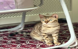 Bengal cats for sale: Lovely Bengal girl  - Image 2