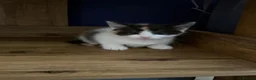 Mixed Breed cats for sale: 5 Beautiful kittens for sale £100 - Advert 11