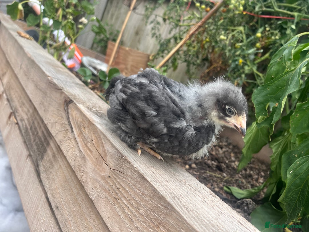 Chickens poultry for sale: Mix breeds  - Image 3