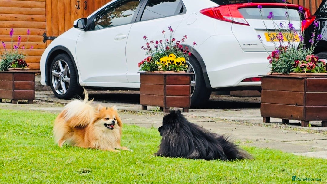 Pomeranian dogs for sale: Pomeranian pups - Advert 9