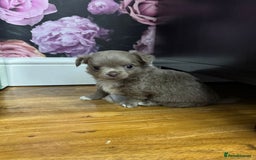 Chihuahua dogs for sale: Beautiful Long Coat Chihuahua Puppies - Image 5