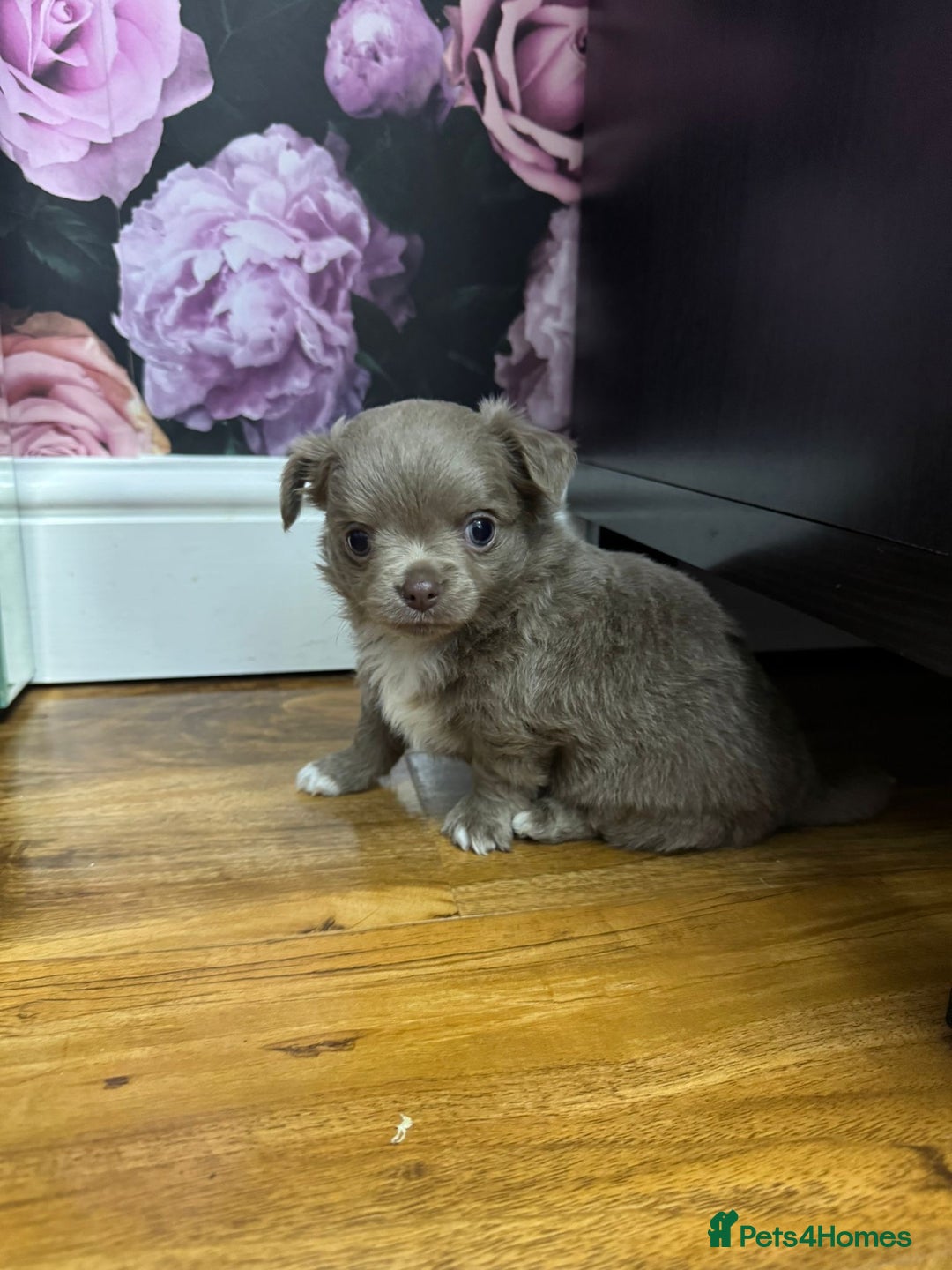 Chihuahua dogs for sale: Beautiful Long Coat Chihuahua Puppies - Image 5