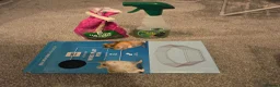 Hamster rodents for sale: Syrian Hamster - Advert 4