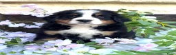 Bernese Mountain Dog dogs for sale: 🐾 Beautiful KC Bernese Mountain Dog Puppies 🐾  - Advert 10