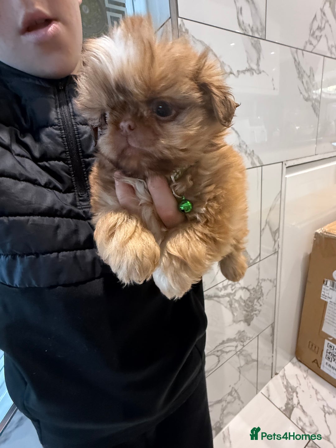 Shih Tzu dogs for sale: IMRERIAL SHIHTZU PUPPIES - Advert 26