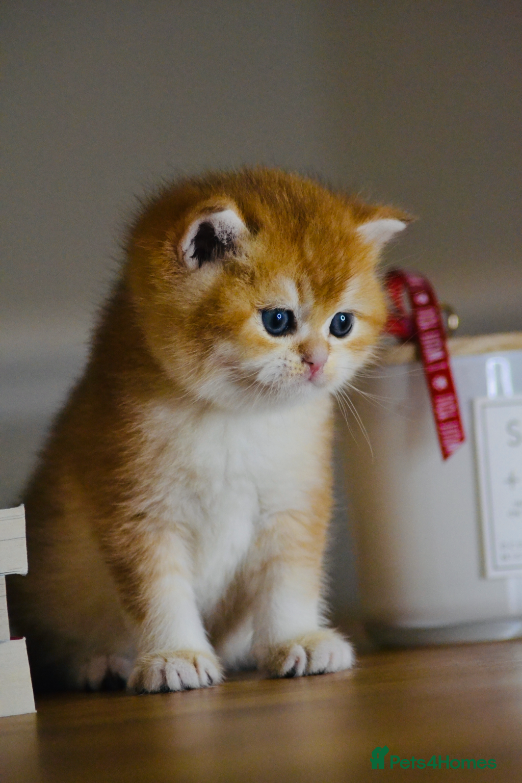 British Shorthair cats GCCF/TICA Stunning Golden BSH Chinchilla Kittens - Advert 1