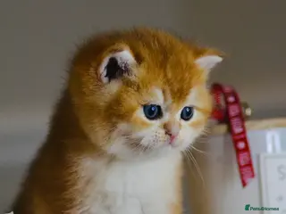 British Shorthair cats GCCF/TICA Stunning Golden BSH Chinchilla Kittens - Advert 1