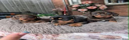 Miniature Dachshund dogs for sale: Miniature dachshund puppies - Advert 6
