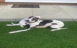 Italian Greyhound dogs for sale: Italian greyhound puppies - Image 11